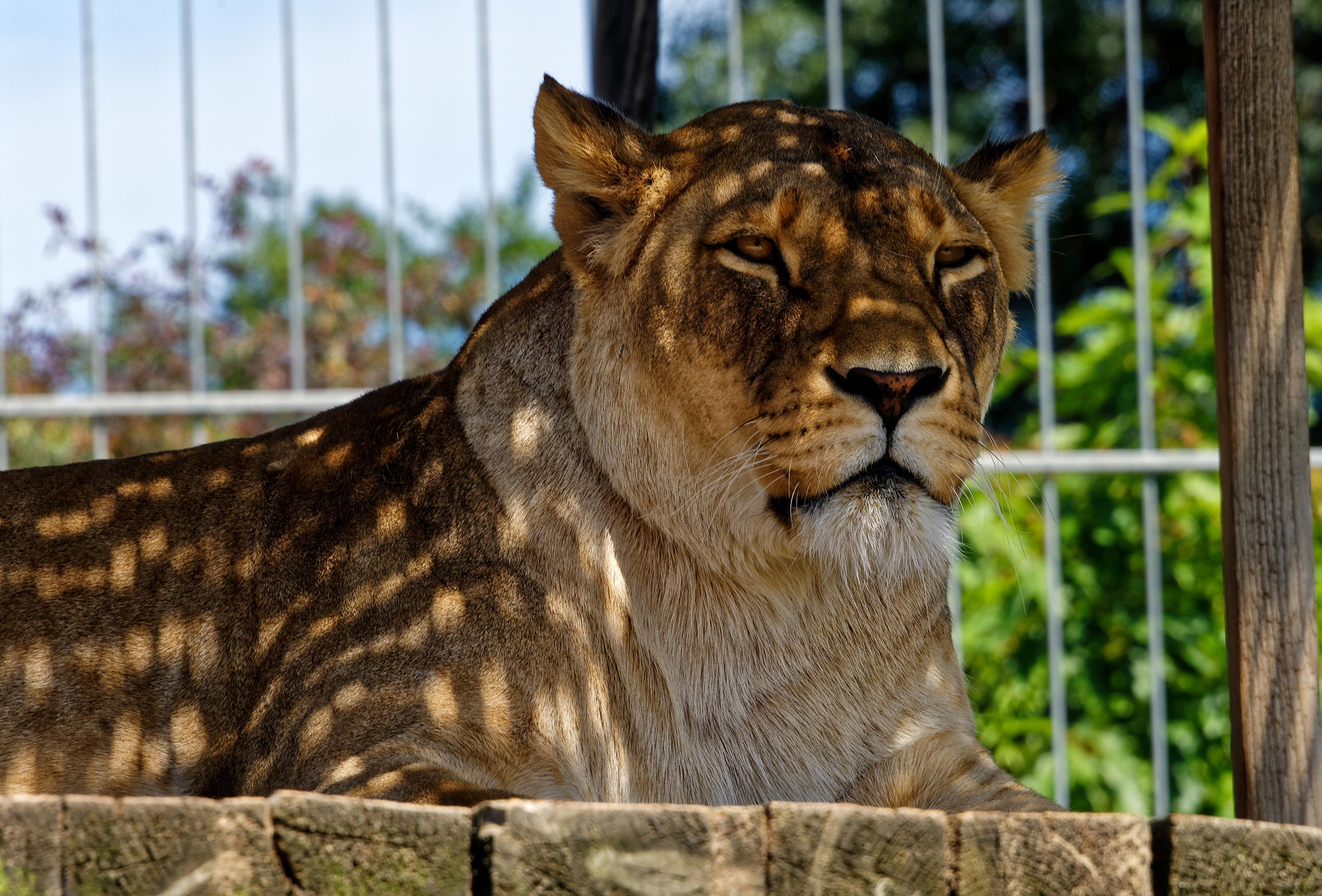 Zoo